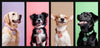 Silicone Dog ID Tags