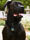 Base Camp Silicone Dog ID Tag